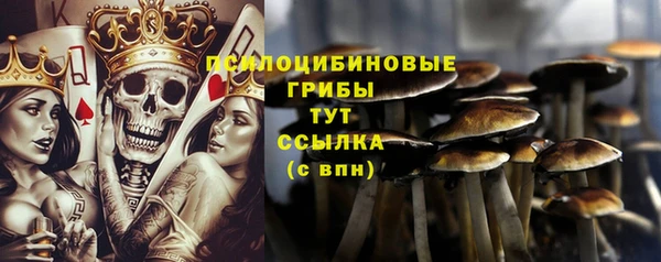 шишки Корсаков